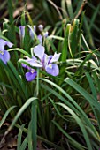 RAGLEY HALL  WARWICKSHIRE: THE WINTER GARDEN WITH PALE BLUE FLOWER OF IRIS UNGUICULARIS