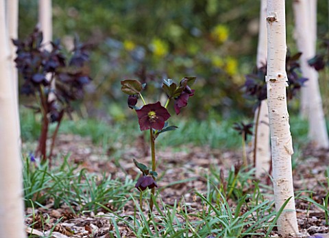 RAGLEY_HALL__WARWICKSHIRE_THE_WINTER_GARDEN_WITH_STEMS_OF_BETULA_JACQUEMONTII_DOORENBOS__AND_HELLEBO