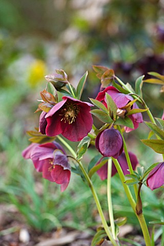 RAGLEY_HALL__WARWICKSHIRE_THE_WINTER_GARDEN_WITH_HELLEBORUS_HARVINGTON_REDS