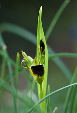RAGLEY_HALL__WARWICKSHIRE_THE_WINTER_GARDEN_WITH_CLOSE_UP_OF_THE_BLACK_AND_GREEN_FLOWER_OF_IRIS_HERM