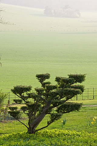 RAGLEY_HALL__WARWICKSHIRE_VIEW_OUT_ACROSS_PARKLAND_WITH_CLIPPED_TREE_IN_THE_FOREGROUND