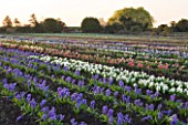 HYACINTH FIELD OWNED BY ALAN SHIPP WITH NATIONAL COLLECTION OF HYACINTHS AT WATERBEACH  CAMBRIDGESHIRE