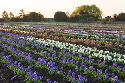 HYACINTH_FIELD_OWNED_BY_ALAN_SHIPP_WITH_NATIONAL_COLLECTION_OF_HYACINTHS_AT_WATERBEACH__CAMBRIDGESHI