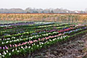 HYACINTH FIELD OWNED BY ALAN SHIPP WITH NATIONAL COLLECTION OF HYACINTHS AT WATERBEACH  CAMBRIDGESHIRE