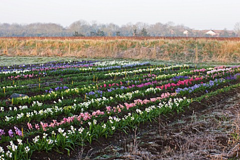 HYACINTH_FIELD_OWNED_BY_ALAN_SHIPP_WITH_NATIONAL_COLLECTION_OF_HYACINTHS_AT_WATERBEACH__CAMBRIDGESHI