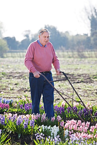 ALAN_SHIPP_IN_HIS_HYACINTH_FIELD_AT_WATERBEACH__CAMBRIDGESHIRE__WHICH_HAS_THE_NATIONAL_COLLECTION_OF