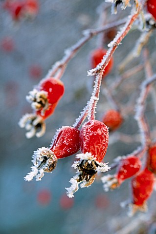 FROSTED_HIPS_OF_THE_SPECIES_ROSE_ARTHUR_HILLIER_BROOK_COTTAGE_GARDEN__OXFORDSHIRE