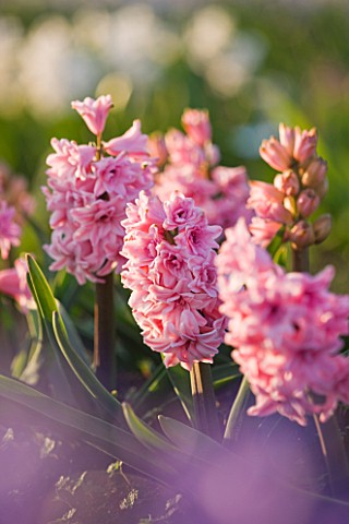 WATERBEACH__CAMBRIDGESHIRE_HYACINTH_DOUBLE_DELIGHTS_FRAGRANT__FRAGRANCE