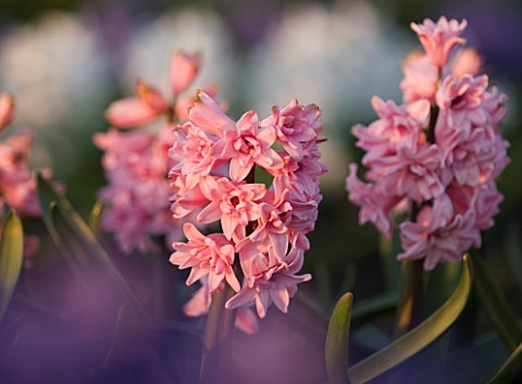 WATERBEACH__CAMBRIDGESHIRE_HYACINTH_DOUBLE_DELIGHTS_FRAGRANT__FRAGRANCE
