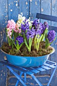 NATIONAL COLLECTION OF HYACINTHS  OWNED BY ALAN SHIPP