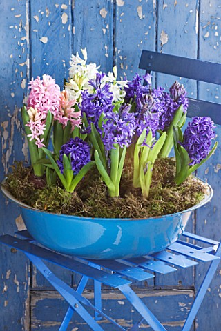 NATIONAL_COLLECTION_OF_HYACINTHS__OWNED_BY_ALAN_SHIPP