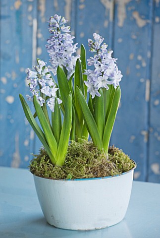NATIONAL_COLLECTION_OF_HYACINTHS__OWNED_BY_ALAN_SHIPP
