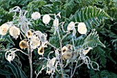 FROSTED SEED PODS OF LUNARIA ANNUA VARIEGATA (VARIEGATED HONESTY) AND UNKNOWN FERN.