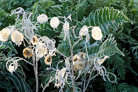 FROSTED_SEED_PODS_OF_LUNARIA_ANNUA_VARIEGATA_VARIEGATED_HONESTY_AND_UNKNOWN_FERN