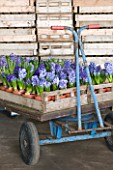 NATIONAL COLLECTION OF HYACINTHS  OWNED BY ALAN SHIPP