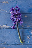 NATIONAL COLLECTION OF HYACINTHS: STYLING BY JACKY HOBBS: HYACINTH MARYON