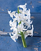 NATIONAL COLLECTION OF HYACINTHS: STYLING BY JACKY HOBBS: HYACINTH LINNOCENCE