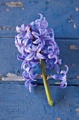 NATIONAL COLLECTION OF HYACINTHS: STYLING BY JACKY HOBBS: HYACINTH PEARL BRILLIANT