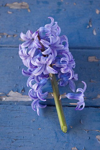 NATIONAL_COLLECTION_OF_HYACINTHS_STYLING_BY_JACKY_HOBBS_HYACINTH_PEARL_BRILLIANT