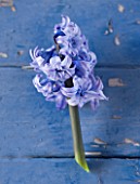 NATIONAL COLLECTION OF HYACINTHS: STYLING BY JACKY HOBBS: HYACINTH GENERAL KOHLER