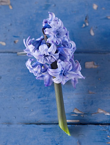 NATIONAL_COLLECTION_OF_HYACINTHS_STYLING_BY_JACKY_HOBBS_HYACINTH_GENERAL_KOHLER