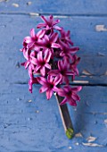 NATIONAL COLLECTION OF HYACINTHS: STYLING BY JACKY HOBBS: HYACINTH VIOLET UNIDENTIFIED