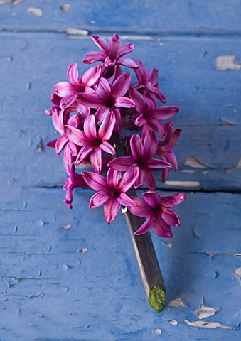 NATIONAL_COLLECTION_OF_HYACINTHS_STYLING_BY_JACKY_HOBBS_HYACINTH_VIOLET_UNIDENTIFIED