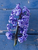 NATIONAL COLLECTION OF HYACINTHS: STYLING BY JACKY HOBBS: HYACINTH GRAND MAITRE