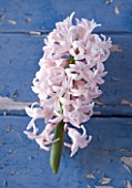 NATIONAL COLLECTION OF HYACINTHS: STYLING BY JACKY HOBBS: HYACINTH SNOWBLUSH