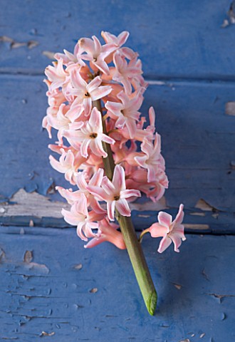 NATIONAL_COLLECTION_OF_HYACINTHS_STYLING_BY_JACKY_HOBBS_HYACINTH_ORANGE_QUEEN