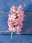 NATIONAL COLLECTION OF HYACINTHS: STYLING BY JACKY HOBBS: HYACINTH ORANJ