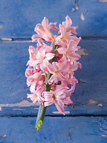 NATIONAL_COLLECTION_OF_HYACINTHS_STYLING_BY_JACKY_HOBBS_HYACINTH_ORANJ