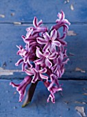 NATIONAL COLLECTION OF HYACINTHS: STYLING BY JACKY HOBBS: HYACINTH LORD BALFOUR