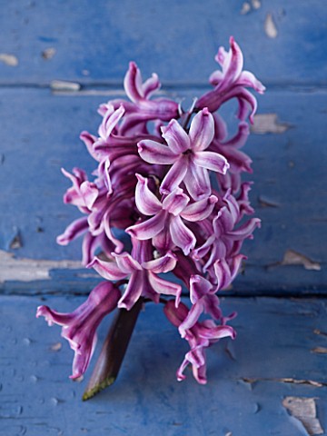 NATIONAL_COLLECTION_OF_HYACINTHS_STYLING_BY_JACKY_HOBBS_HYACINTH_LORD_BALFOUR