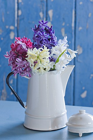 NATIONAL_COLLECTION_OF_HYACINTHS_STYLING_BY_JACKY_HOBBS_HYACINTH