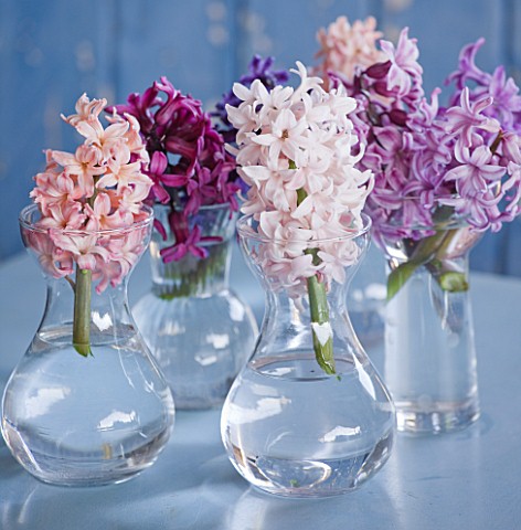 NATIONAL_COLLECTION_OF_HYACINTHS_STYLING_BY_JACKY_HOBBS_HYACINTH