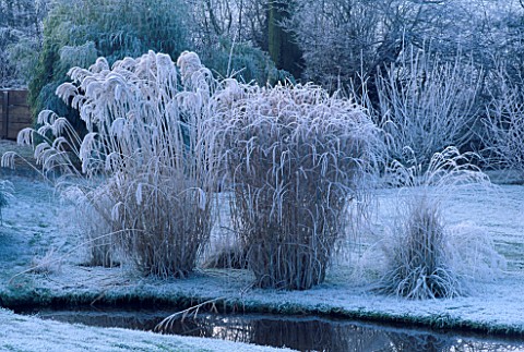 GRASSES_MISCANTHUS_ZEBRINUS_AND_MISCANTHUS_SILVER_FEATHER_BY_THE_POOL_AT_BROOK_COTTAGE__OXFORDSHIRE