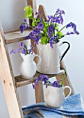 FISHING COTTAGE  KNEBWORTH PARK: STYLING BY JACKY HOBBS: BLUEBELLS IN WHITE JUGS AND CONTAINERS ON WOODEN LADDER - SPRING