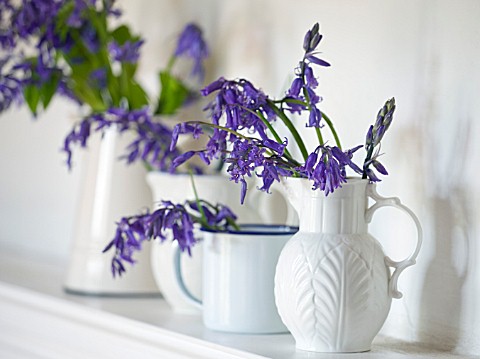 FISHING_COTTAGE__KNEBWORTH_PARK_STYLING_BY_JACKY_HOBBS_BLUEBELLS_IN_WHITE_JUGS_AND_CONTAINERS_ON_MAN