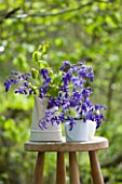 FISHING COTTAGE  KNEBWORTH PARK: STYLING BY JACKY HOBBS: BLUEBELLS IN WHITE JUGS AND CONTAINERS ON A STOOL OUTSIDE - SPRING