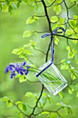 FISHING COTTAGE  KNEBWORTH PARK: STYLING BY JACKY HOBBS: BLUEBELLS IN A GLASS JAR TIED TO BEECH TREE - SPRING