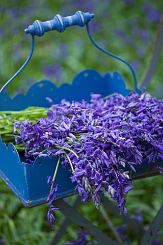 FISHING_COTTAGE__KNEBWORTH_PARK_STYLING_BY_JACKY_HOBBS_BLUEBELLS_IN_A_BLUE_WOODEN_CONTAINER_ON_A_CHA