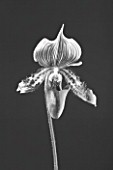 BLACK AND WHITE CLOSE UP OF AN ORCHID - PAPHIOPEDILUM