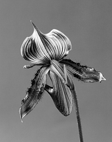BLACK_AND_WHITE_CLOSE_UP_OF_AN_ORCHID__PAPHIOPEDILUM