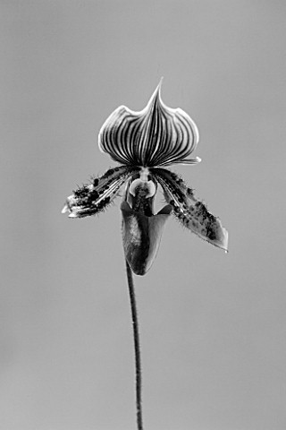 BLACK_AND_WHITE_CLOSE_UP_OF_AN_ORCHID__PAPHIOPEDILUM