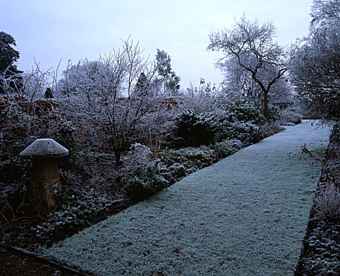 ACER_BORDERS_WITH_YOUNG_ACER_BLOODGOOD_FROSTY_GRASS_WALK_WOLLERTON__OLD_HALL__SHROPSHIRE