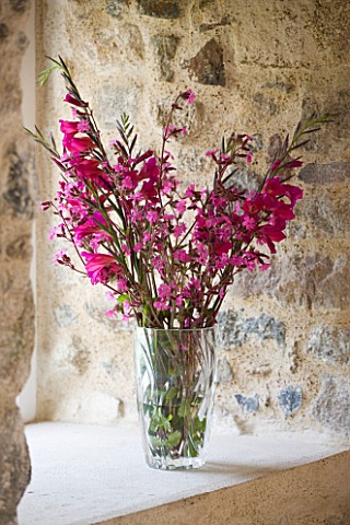 HERM_ISLAND__CHANNEL_ISLANDS__BOUQUET_OF_FLOWERS_IN_PINK__GLADIOLUS_COMMUNIS_BYZANTINUS_AND_RED_CAMP