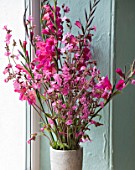 HERM ISLAND  CHANNEL ISLANDS -BOUQUET OF PINK FLOWERS IN WINDOW - RED CAMPION AND GLADIOLUS COMMUNIS BYZANTINUS