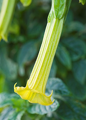 HERM_ISLAND__CHANNEL_ISLANDS__THE_YELLOW_FLOWER_OF_BRUGMANSIA
