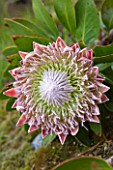HERM ISLAND  CHANNEL ISLANDS - FLOWER OF THE KING PROTEA